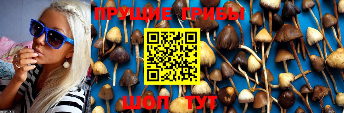 Псилоцибиновые грибы Psilocybe Арсеньев